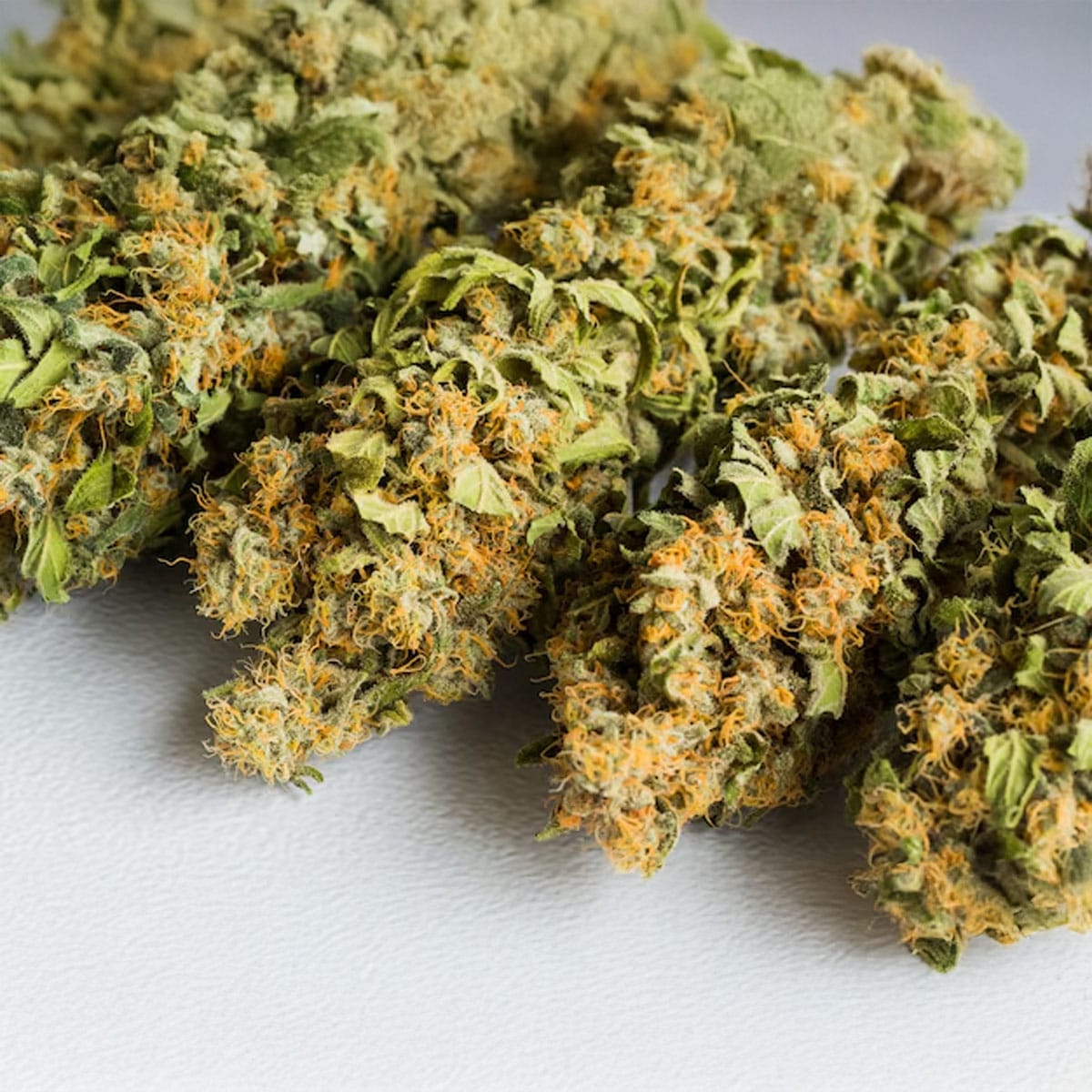 Close-up view of cannabis flower buds showing trichomes and plant structure