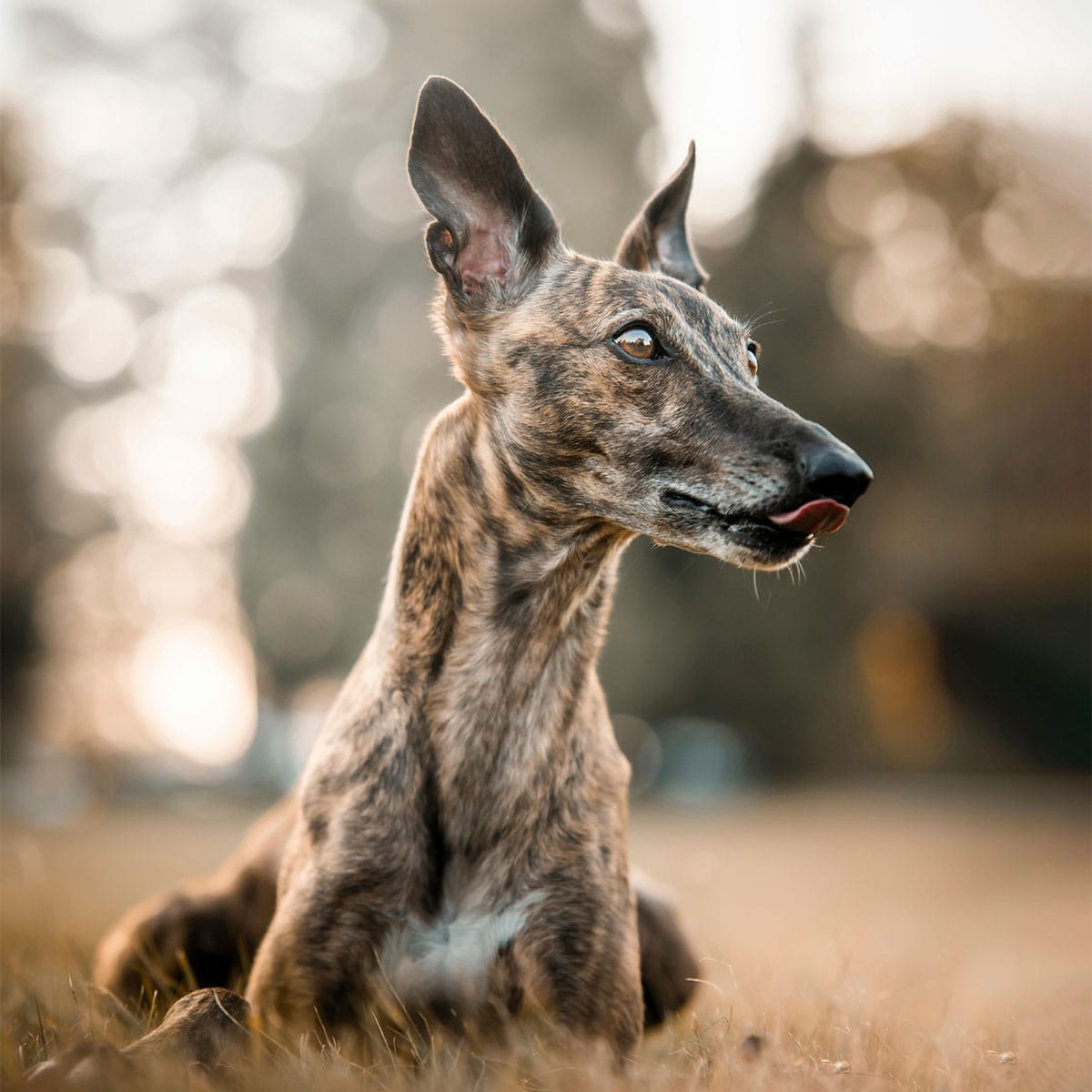 The Future of Greyhound Racing in the UK