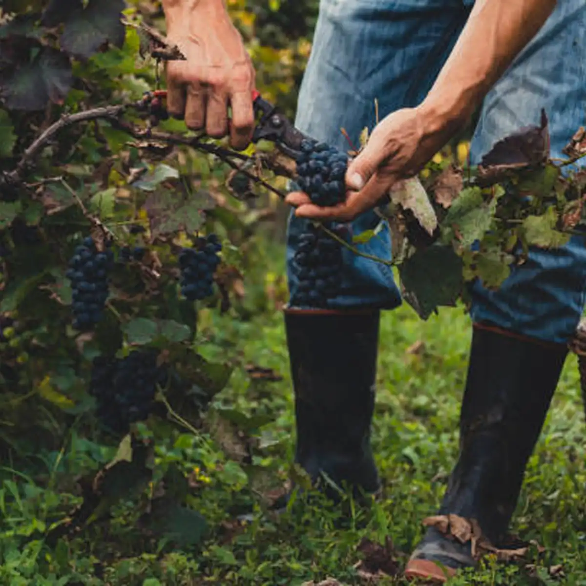 Ethical wine production methods Vegan wine bottles without animal-derived fining agents used in production